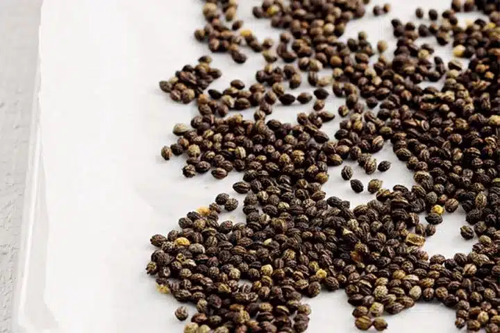 can-you-eat-papaya-seeds-raw