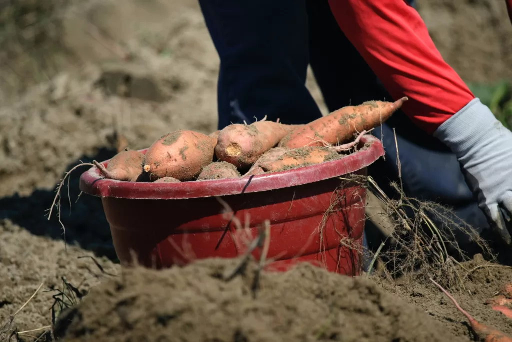 cykel Enumerate Pil Can You Eat Skin on Sweet Potato? – Press To Cook
