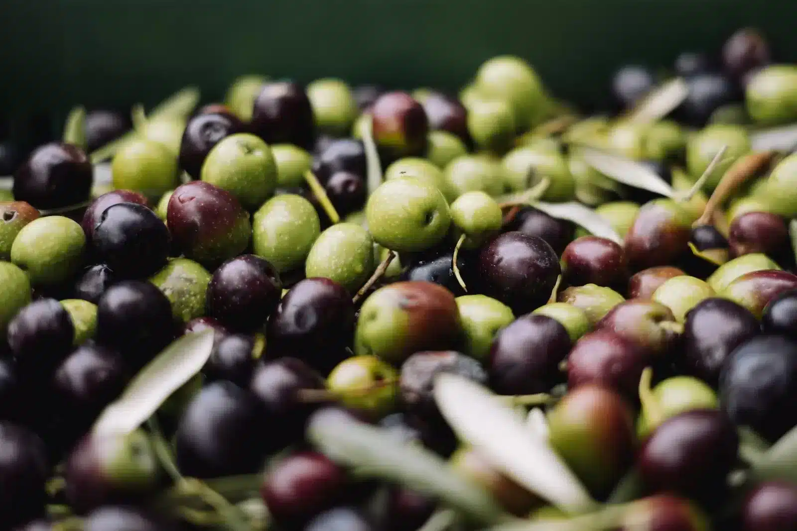 Do Olives Need To Be Refrigerated?