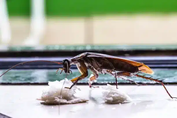 how-long-can-a-cockroach-live-in-the-freezer