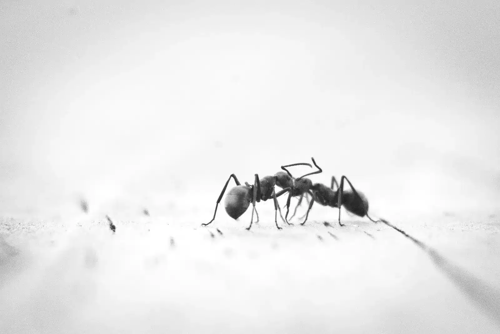 How To Clean A Bug Infested Refrigerator